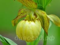 ������� �������� Victoria