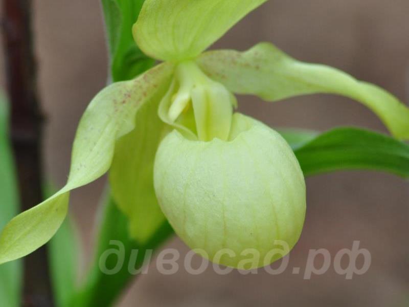 ������� �������� Venrticosum Pastel