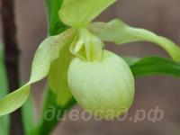 ������� �������� Venrticosum Pastel