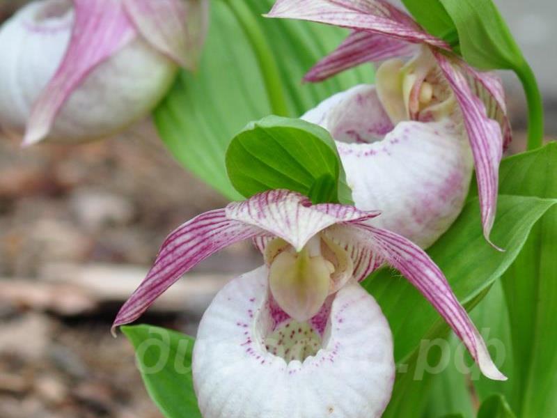 ������� �������� Sabine