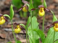 ������� �������� ��������������