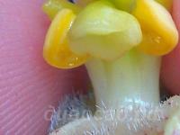 ������� �������� ������