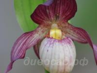 ������� �������� Gisela