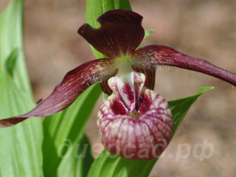 ������� �������� Pixi