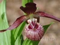 ������� �������� Pixi