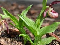 ������� �������� Pixi