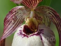 ������� �������� Monto