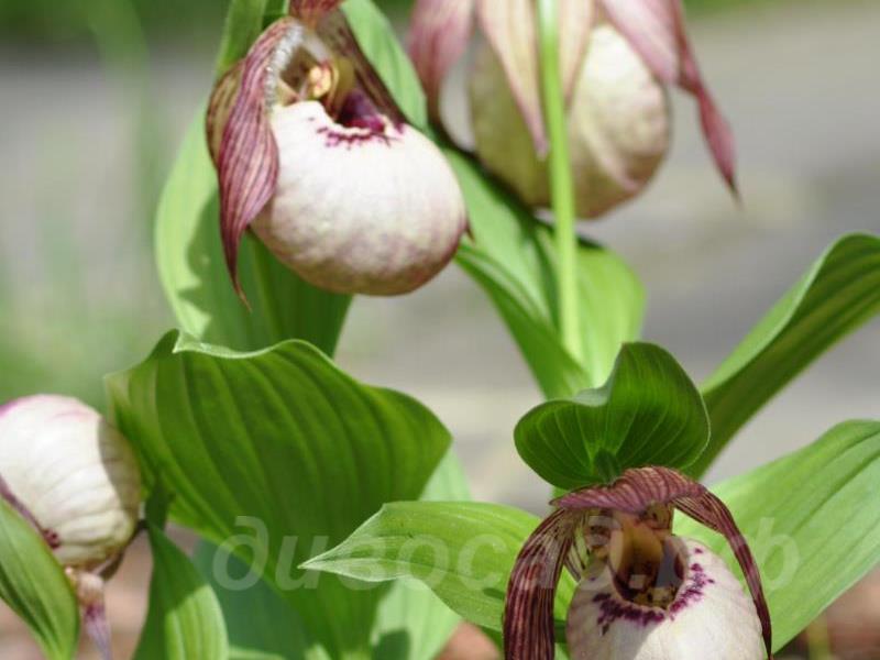 ������� �������� Monto