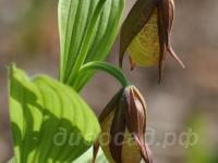 ������� �������� ������ kentuckiense x microsaccus (?)