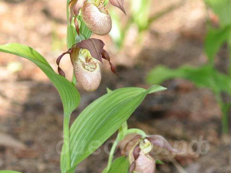 ������� �������� kentuckiense x microsaccus (?)