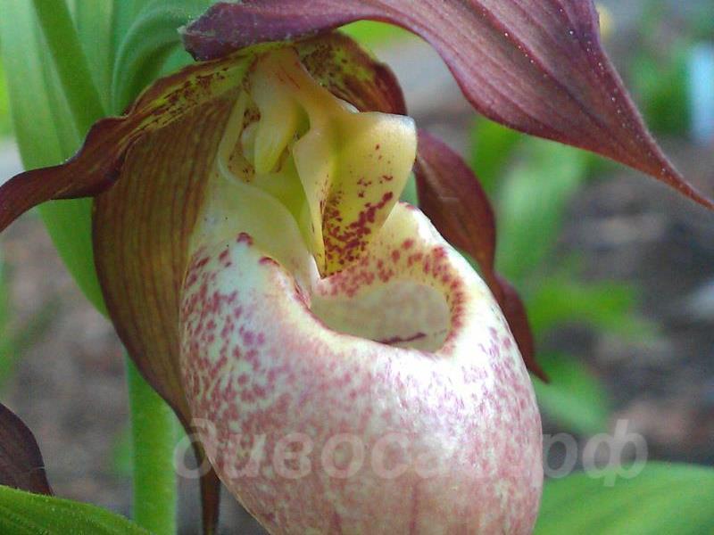 ������� �������� kentuckiense x microsaccus (?)