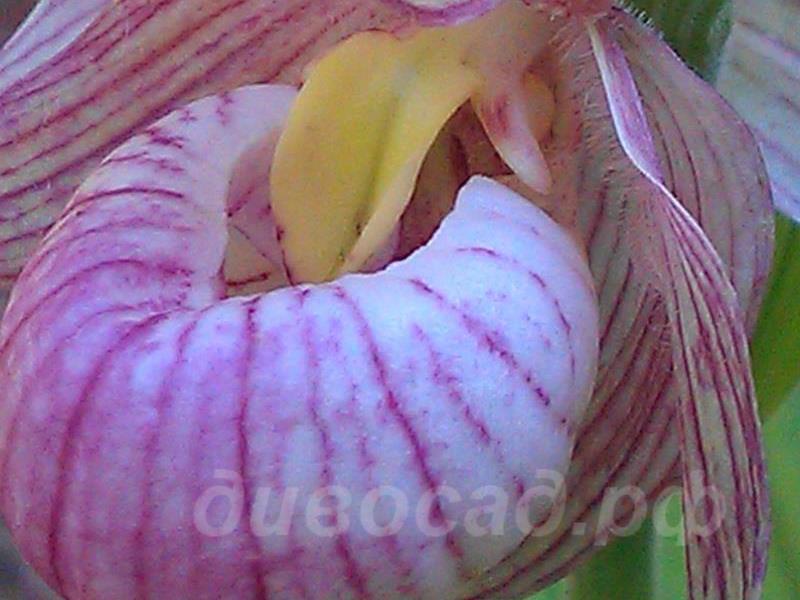 ������� �������� Michael