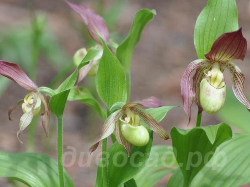 ������� �������� Philipp