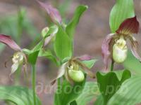 ������� �������� Philipp