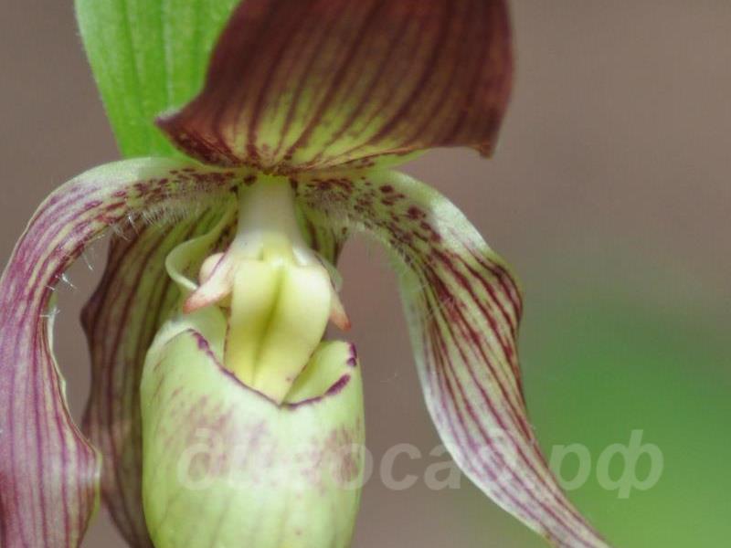 ������� �������� Philipp