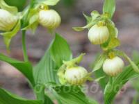 ������� �������� Ursel