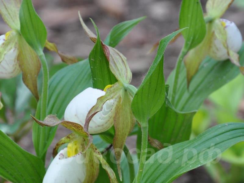 ������� �������� Ivory