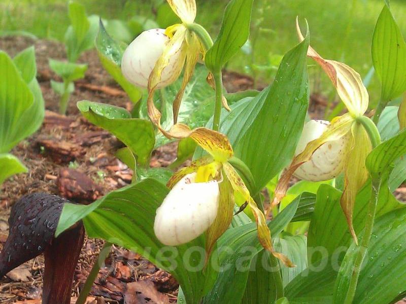 ������� �������� Ivory