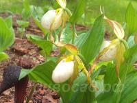 ������� �������� Ivory