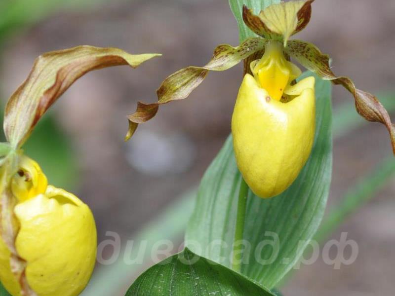 ������� �������� Lothar Pinkepank