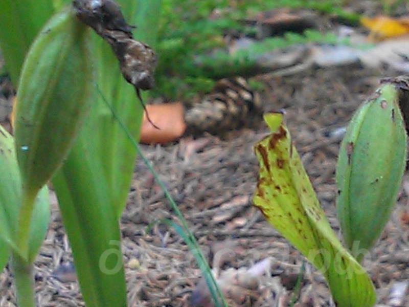 ������� �������� ������