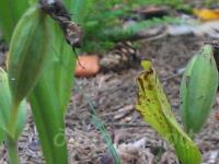 ������� �������� ������