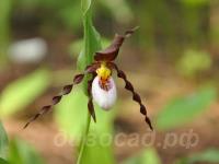 �������� ��������