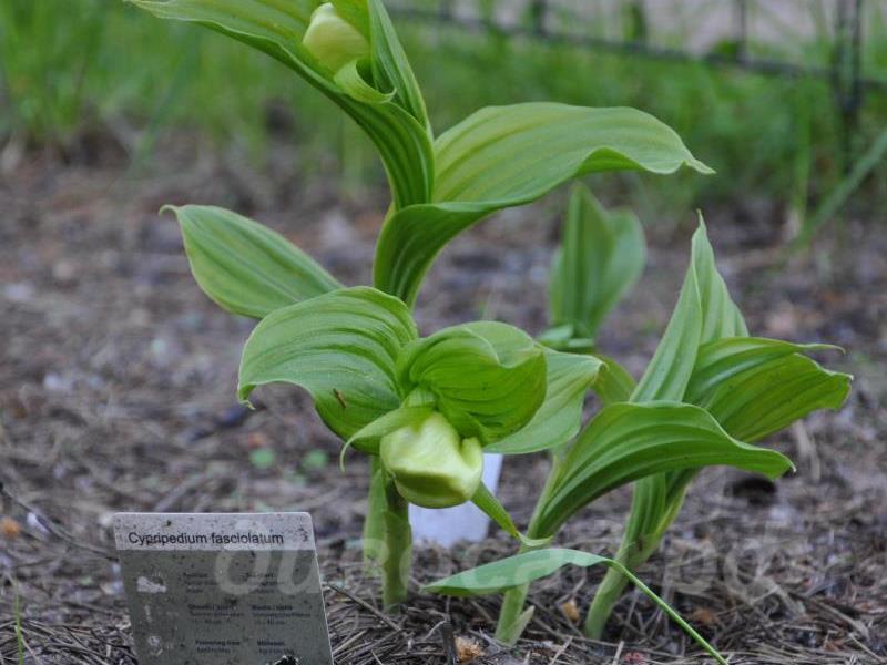 21.05 - cypripedium fasciolatum