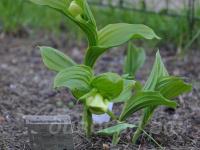 21.05 - cypripedium fasciolatum