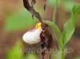 29.05 - cypripedium Mountain King Frosch