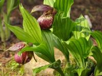29.05 - cypripedium fasciolatum x corrugatum