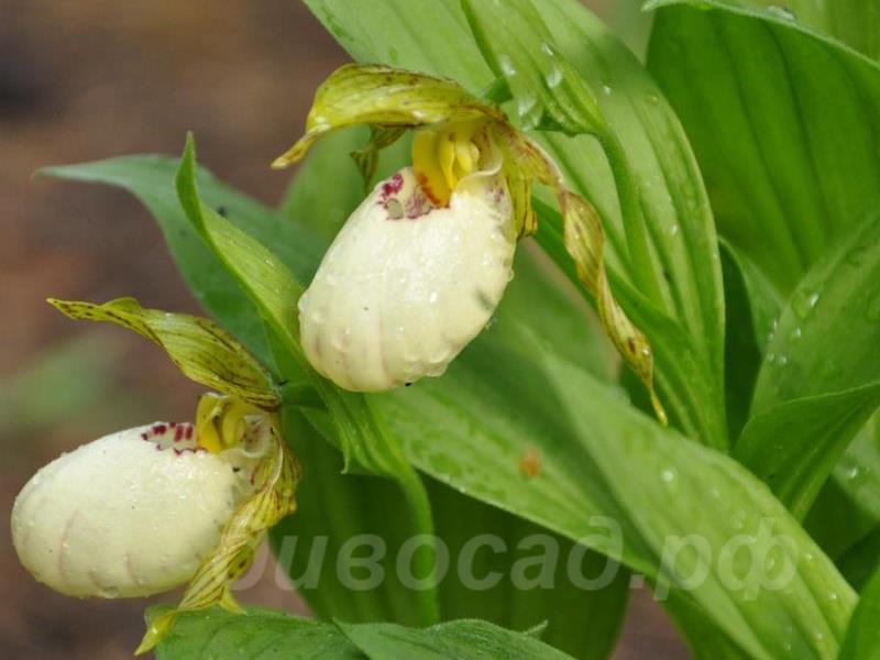 29.05 - cypripedium candidum x fasciolatum
