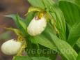 29.05 - cypripedium candidum x fasciolatum