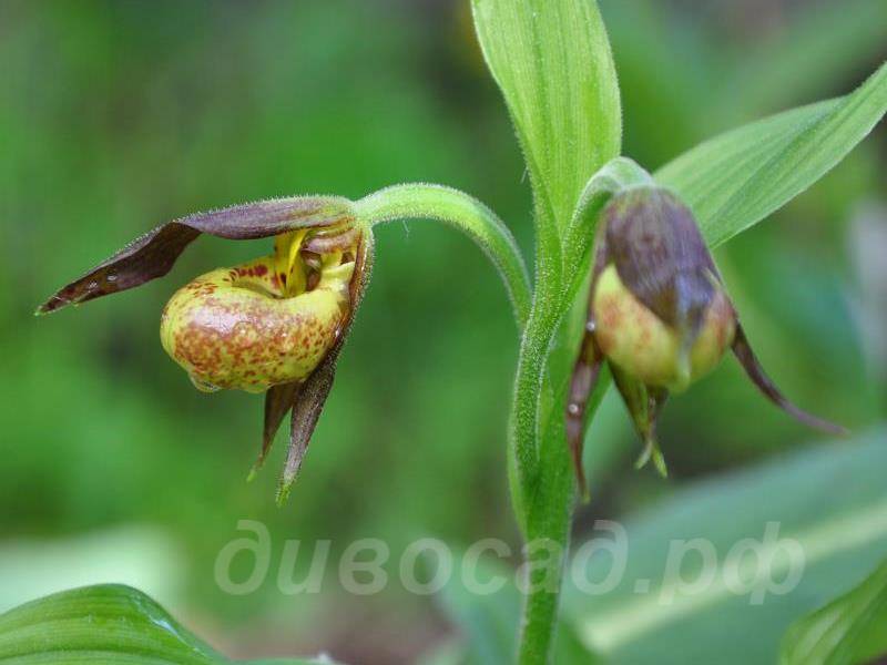 29.05 - cypripedium Annegret
