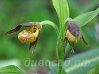 29.05 - cypripedium Annegret