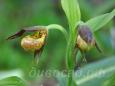 29.05 - cypripedium Annegret