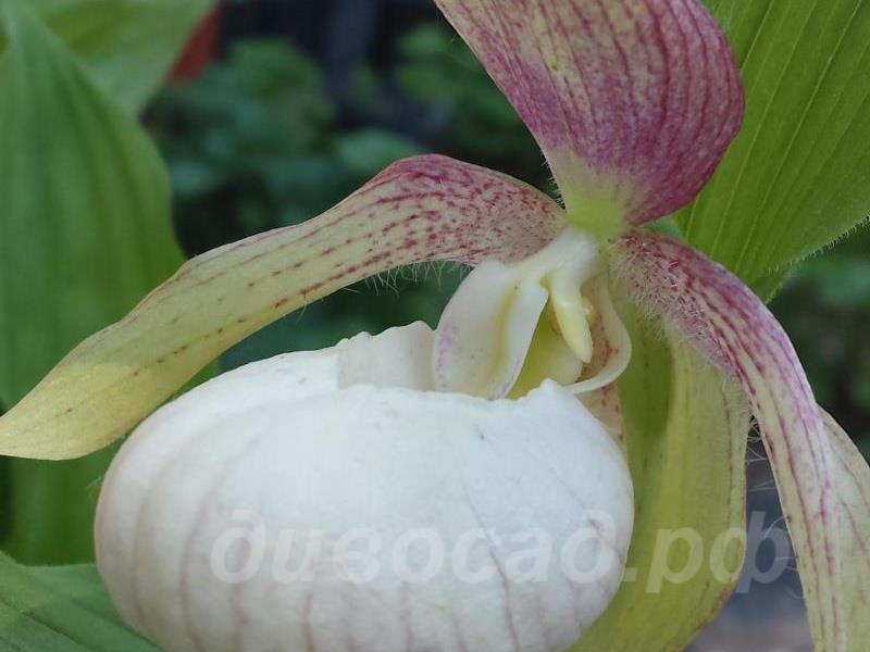 26.05 - cypripedium Ventricosum Pastel
