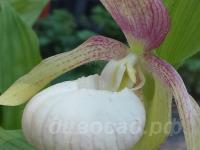 26.05 - cypripedium Ventricosum Pastel