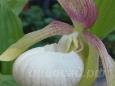26.05 - cypripedium Ventricosum Pastel