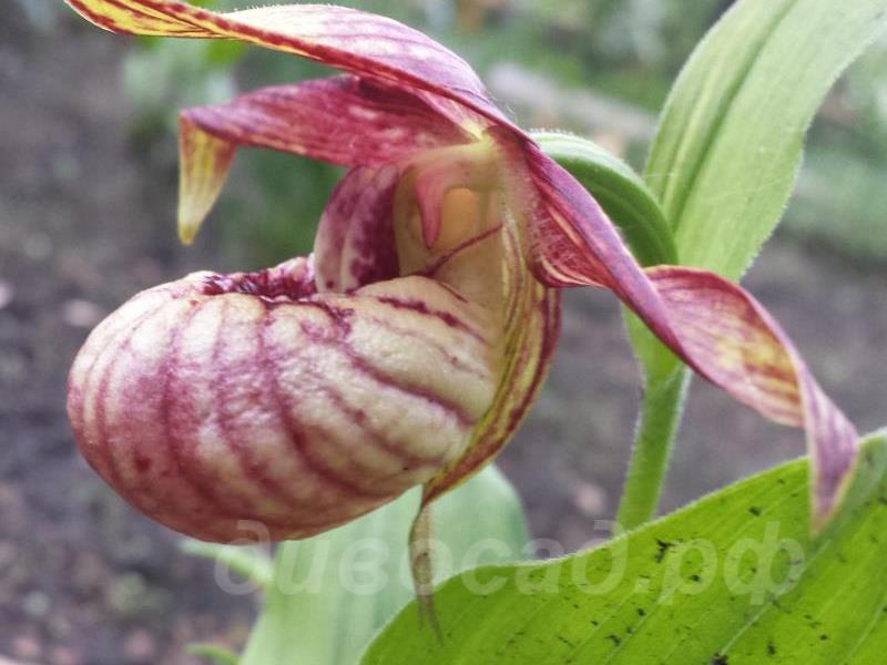 04.06 - cypripedium Siggi