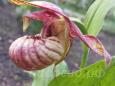 04.06 - cypripedium Siggi