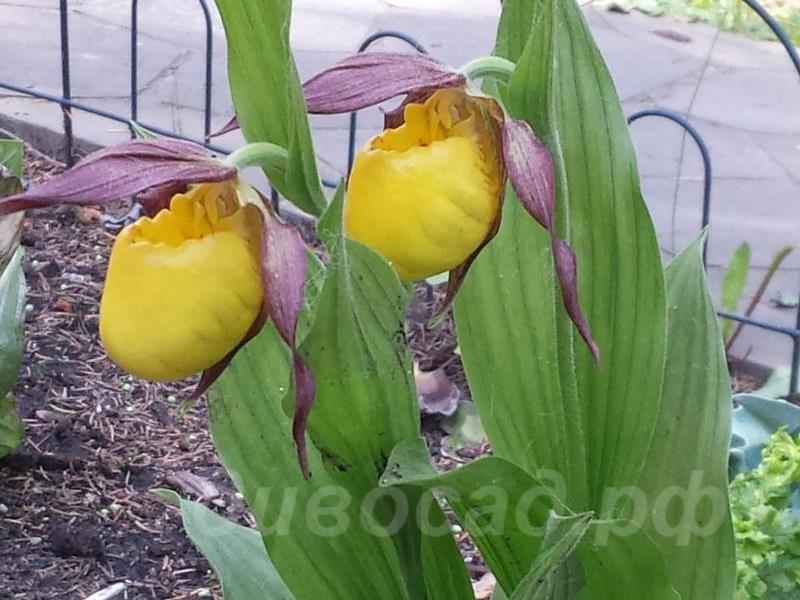 09.06 - cypripedium  Lothar PP