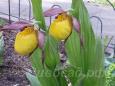 09.06 - cypripedium  Lothar PP