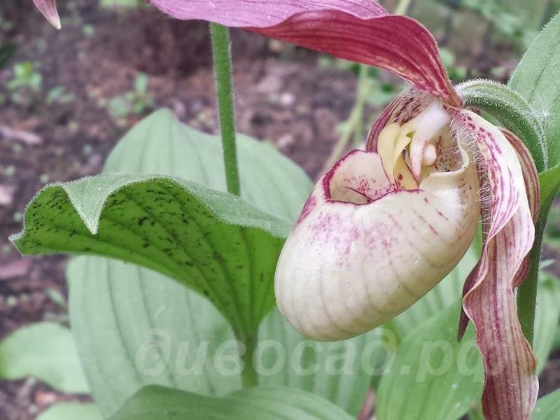 10.06 - cypripedium  Philipp
