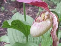 10.06 - cypripedium  Philipp