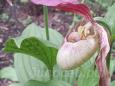 10.06 - cypripedium  Philipp