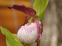 02.06 - cypripedium  Philipp