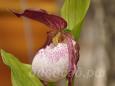 02.06 - cypripedium  Philipp