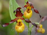 02.06 - cypripedium 