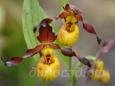 02.06 - cypripedium 